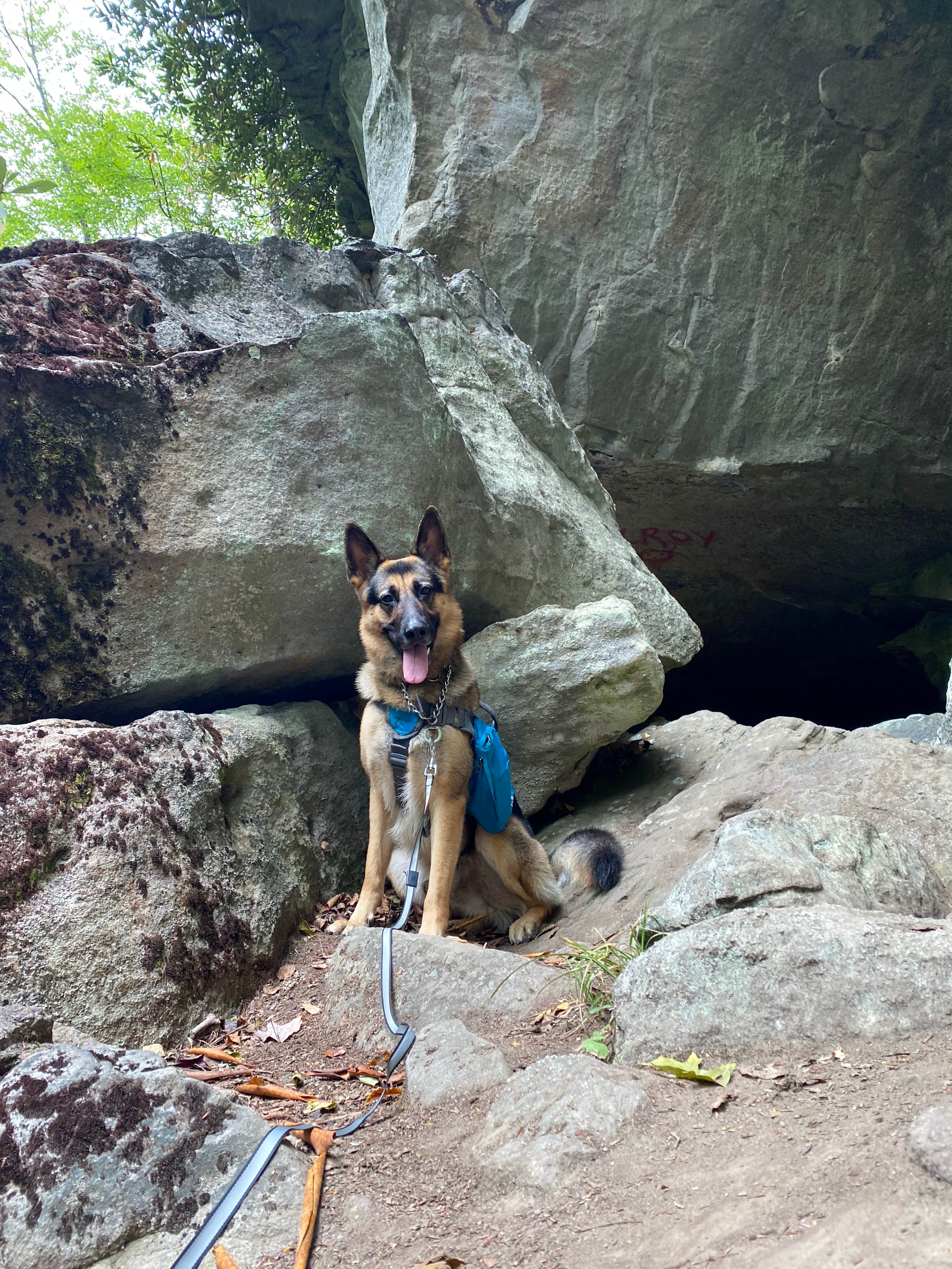 Katie E.'s photo of camping with pets at Audra State Park Campground near Walkersville, WV