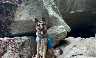 Katie E.'s photo of camping with pets at Audra State Park Campground near Walkersville, WV