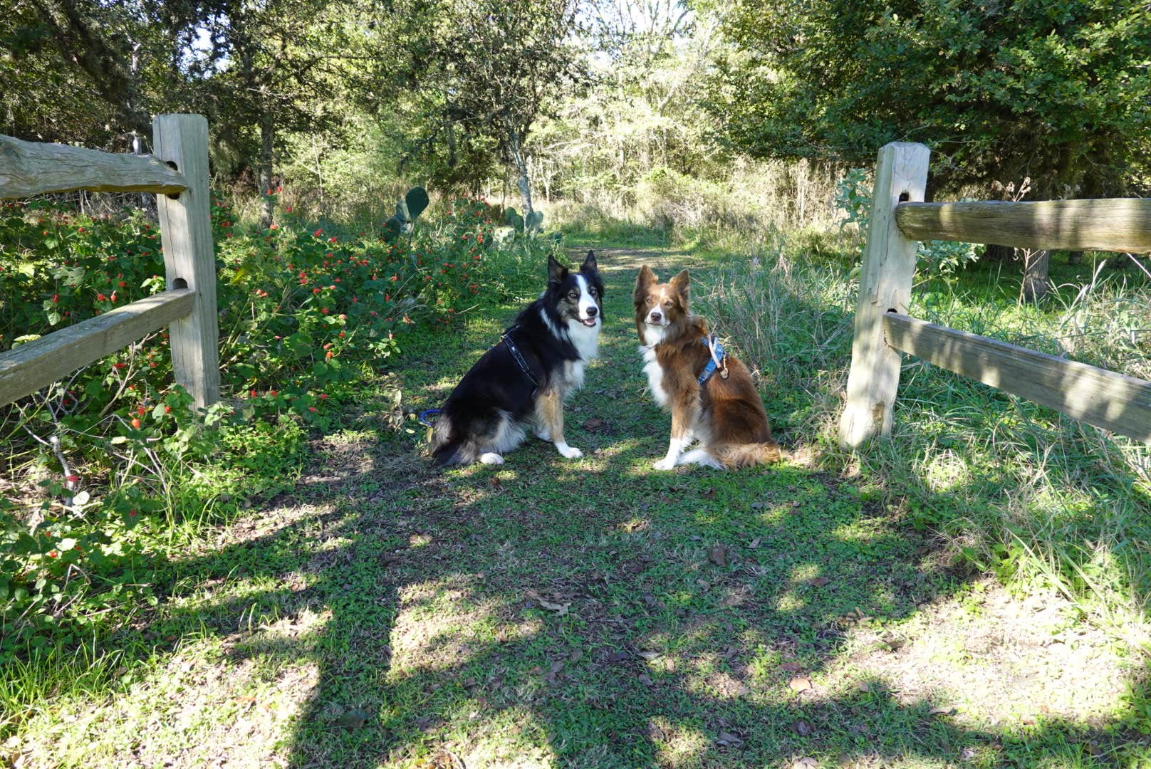 Lori C.'s photo of camping with pets at Rocky Creek (Somerville Lake) near Somerville Lake