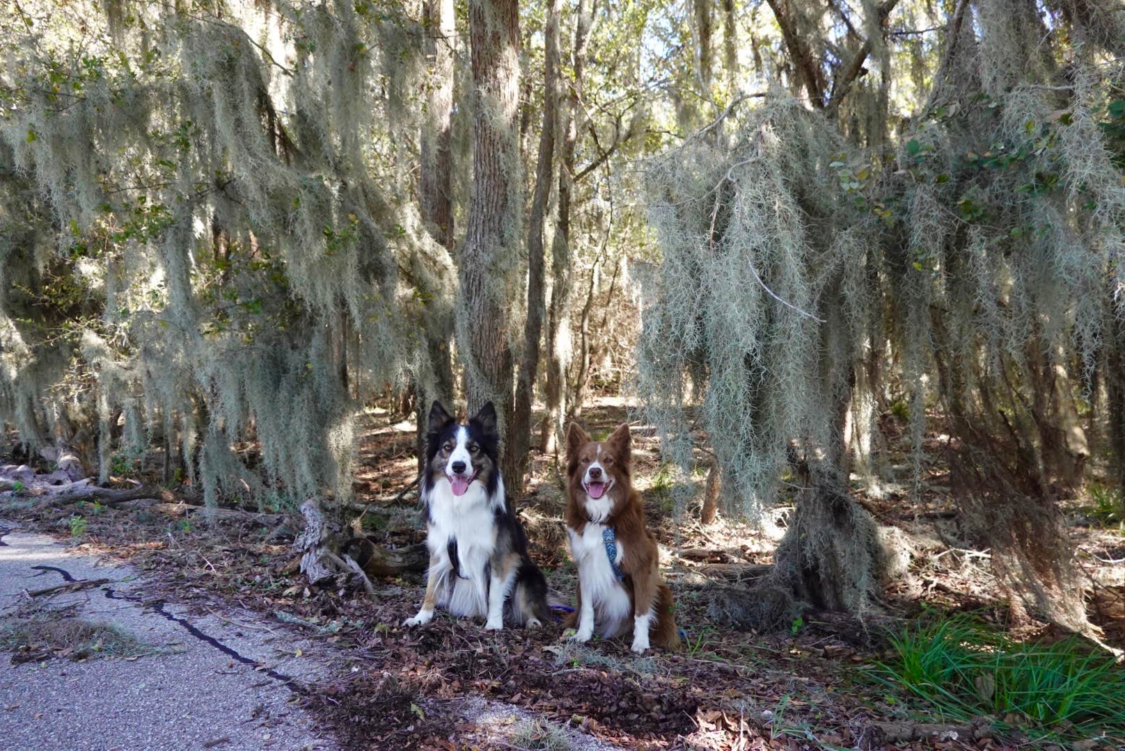 Lori C.'s photo of camping with pets at Rocky Creek (Somerville Lake) near Washington, TX