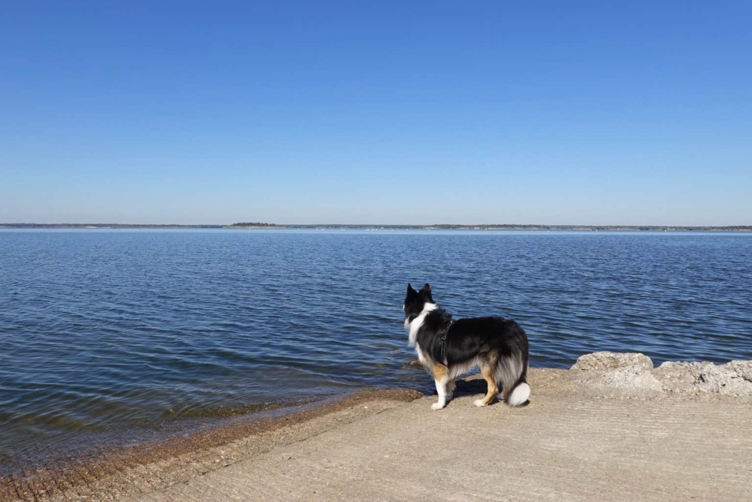 Lori C.'s photo of camping with pets at Rocky Creek (Somerville Lake) near Brenham, TX