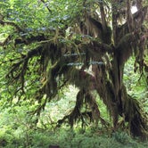 Review photo of Hoh Rain Forest - Olympic National Park by Diane N., July 6, 2018