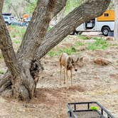 Review photo of South Campground — Zion National Park by Julie D., November 7, 2021