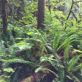 Review photo of Hoh Campground — Olympic National Park by Diane N., July 6, 2018