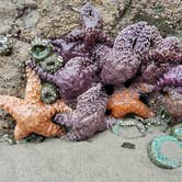 Review photo of Second Beach — Olympic National Park by Lauren E., July 6, 2018