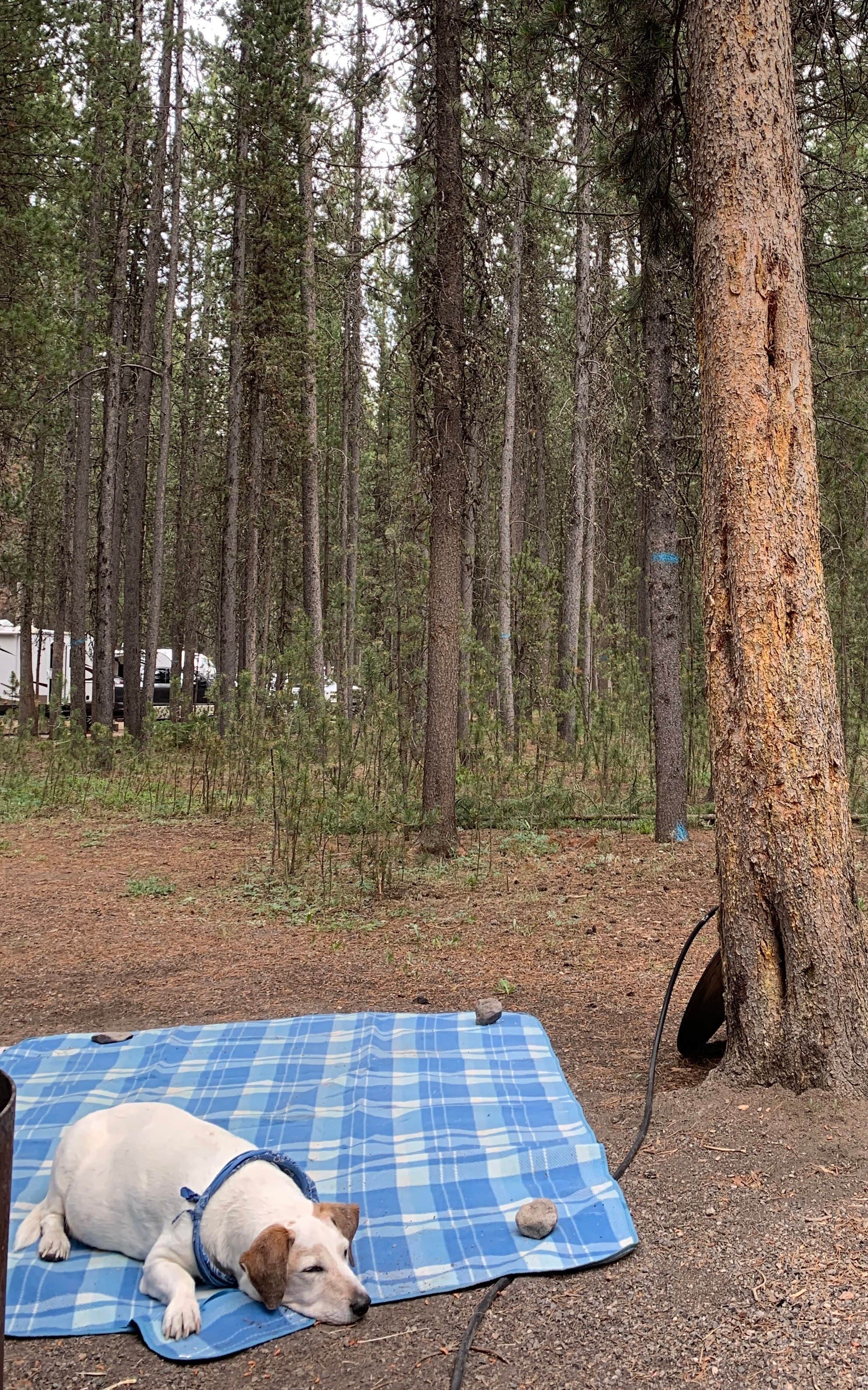 Julie D.'s photo of camping with pets at Rainbow Point Campground near West Yellowstone, MT