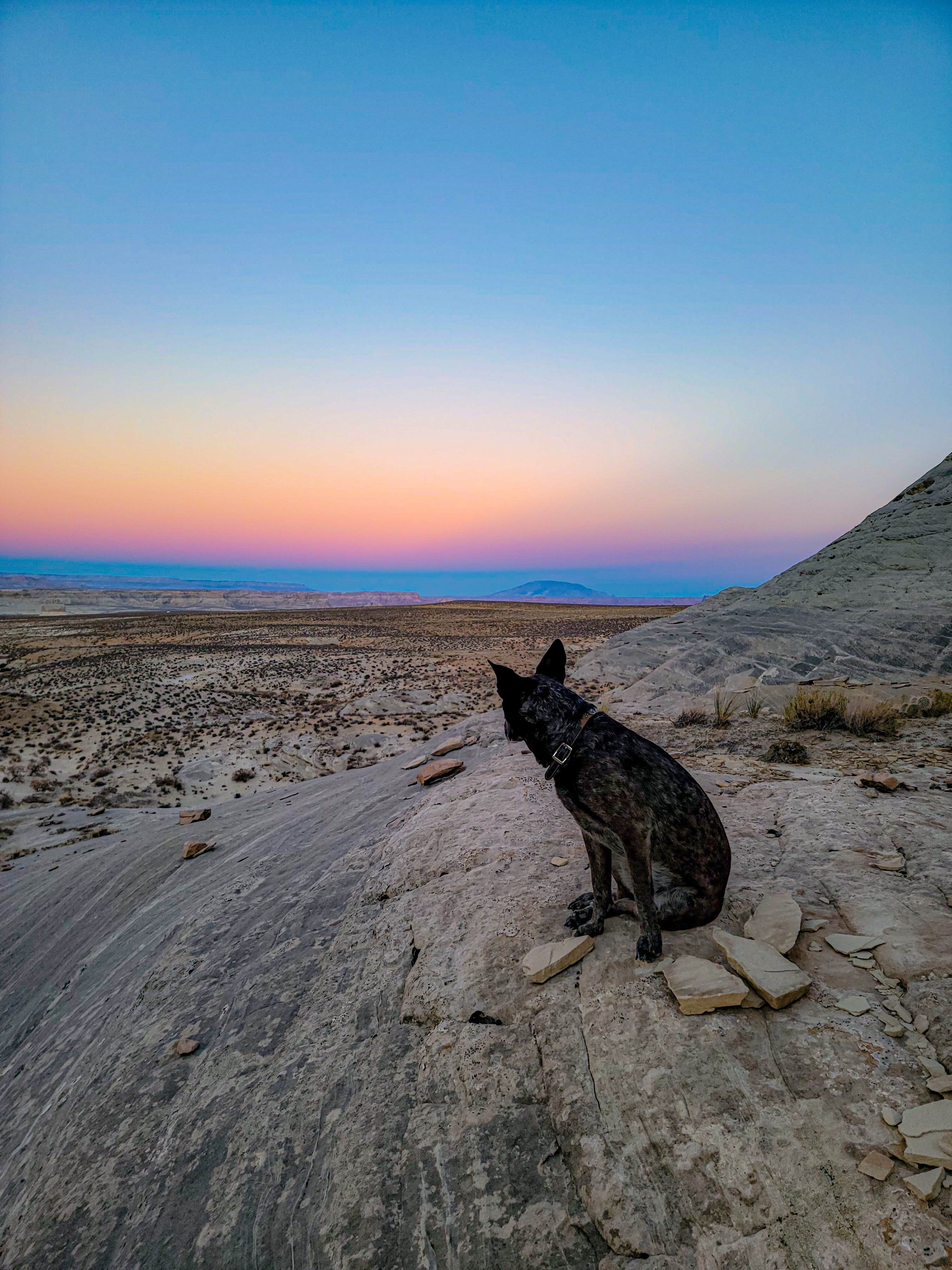 Jasonne Y.'s photo of camping with pets at Corral Dispersed — Glen Canyon National Recreation Area near Page, AZ