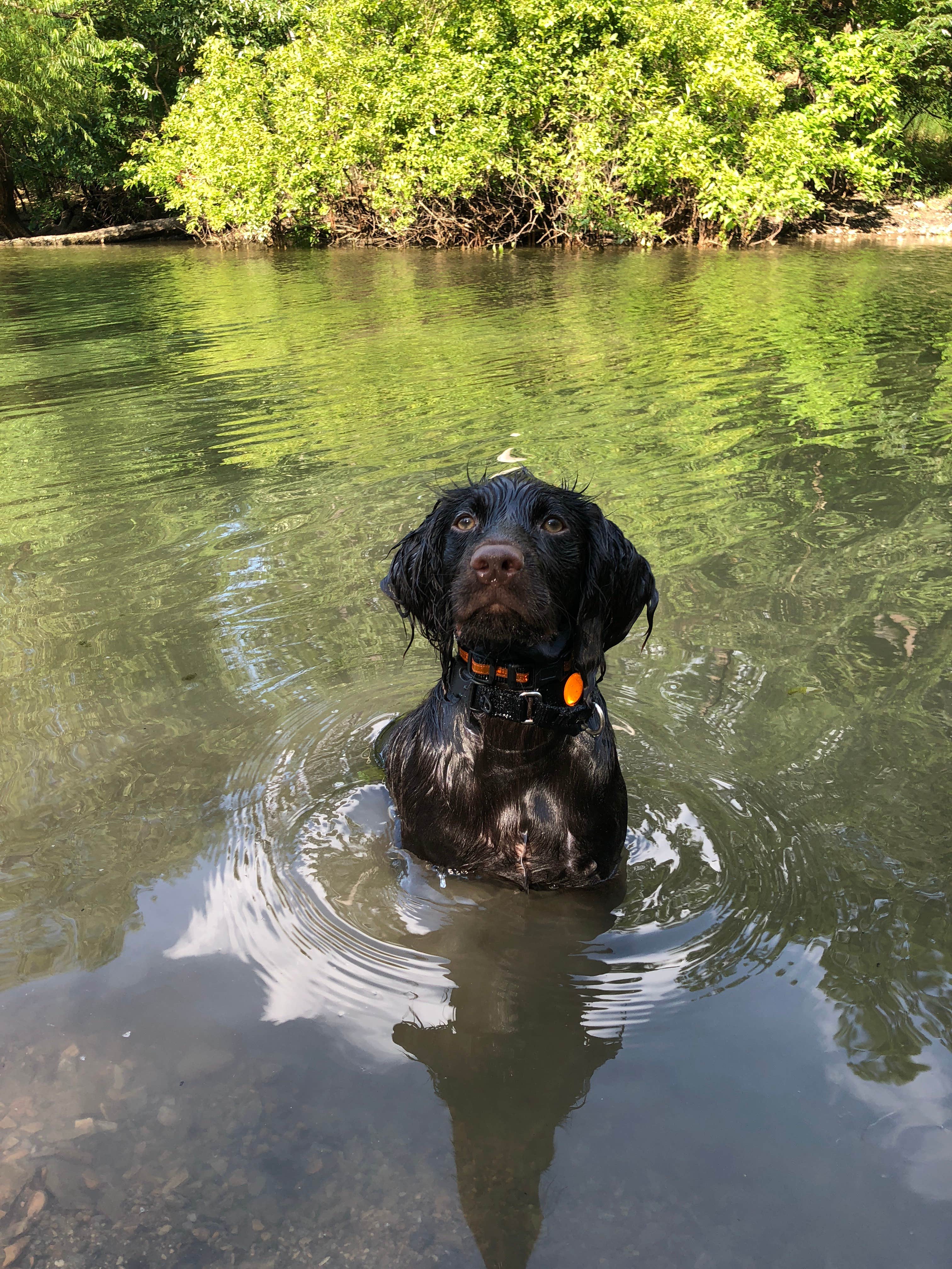 Nancy W.'s photo of camping with pets at Crystal Springs (AR) near Ouachita National Forest