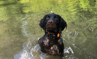 Nancy W.'s photo of camping with pets at Crystal Springs (AR) near Ouachita Lake