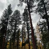 Review photo of Seeley Lake Lolo Campground (MT) — Lolo National Forest by Celine K., November 8, 2021