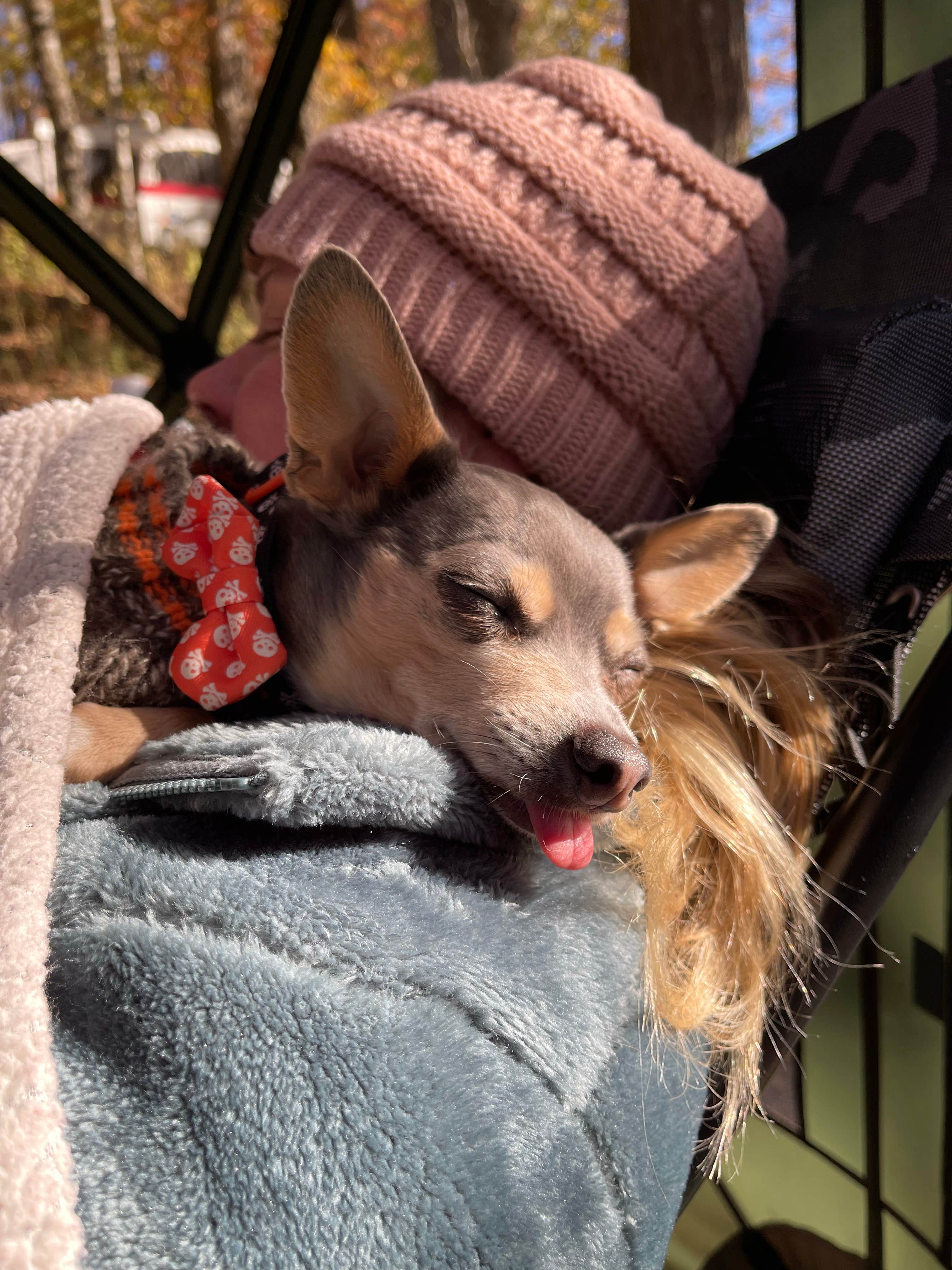 Brett D.'s photo of camping with pets at Black Rock Mountain State Park Campground near Hayesville, NC