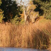 Review photo of Mojave Narrows Regional Park - CLOSED TIL FURTHER NOTICE by Bryan , November 9, 2021