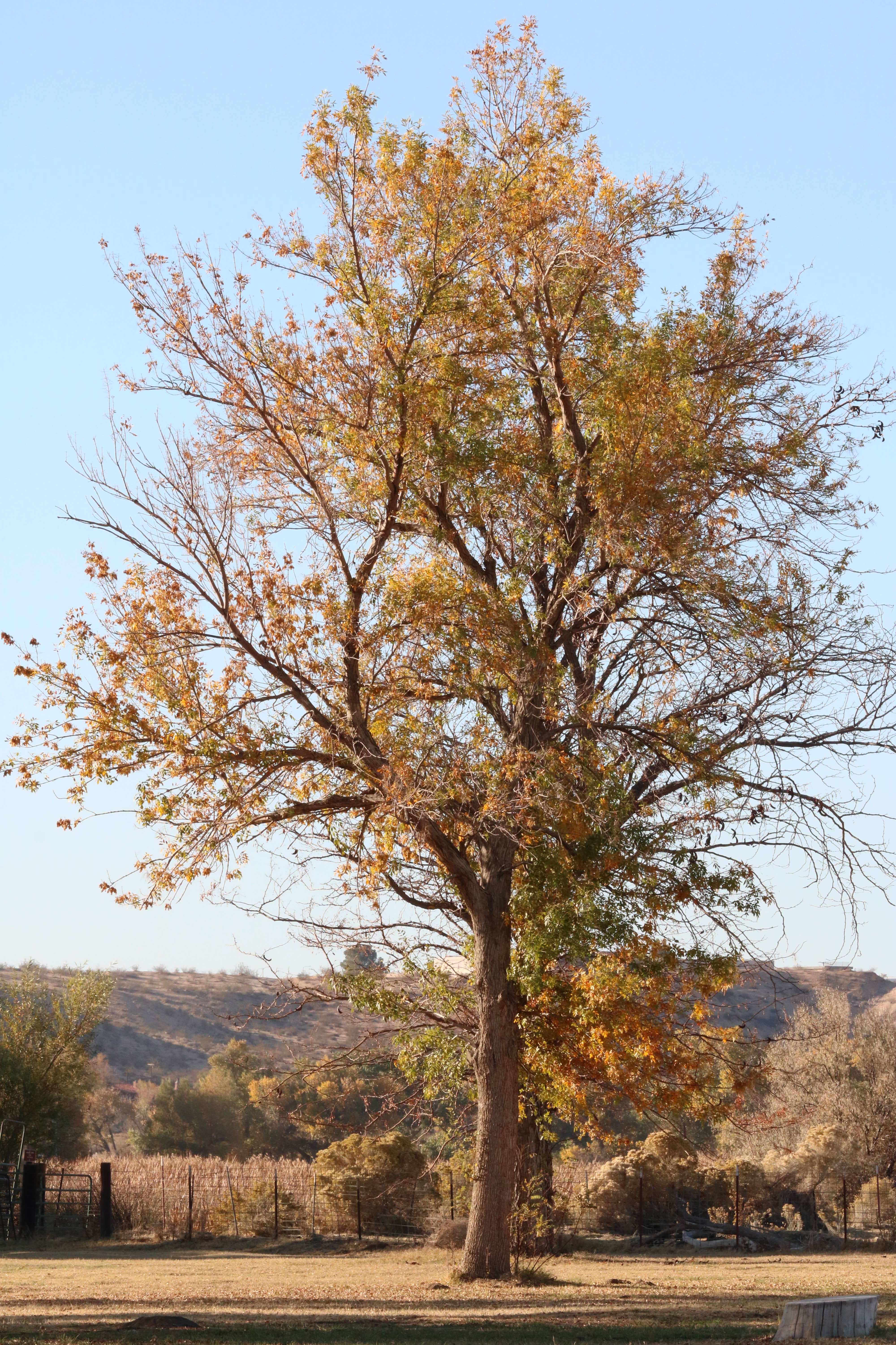 Camper-submitted photo at Mojave Narrows Regional Park near Helendale, CA