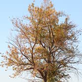 Review photo of Mojave Narrows Regional Park - CLOSED TIL FURTHER NOTICE by Bryan , November 9, 2021