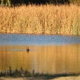 Review photo of Mojave Narrows Regional Park - CLOSED TIL FURTHER NOTICE by Bryan , November 9, 2021