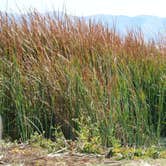 Review photo of Mojave Narrows Regional Park - CLOSED TIL FURTHER NOTICE by Bryan , November 9, 2021