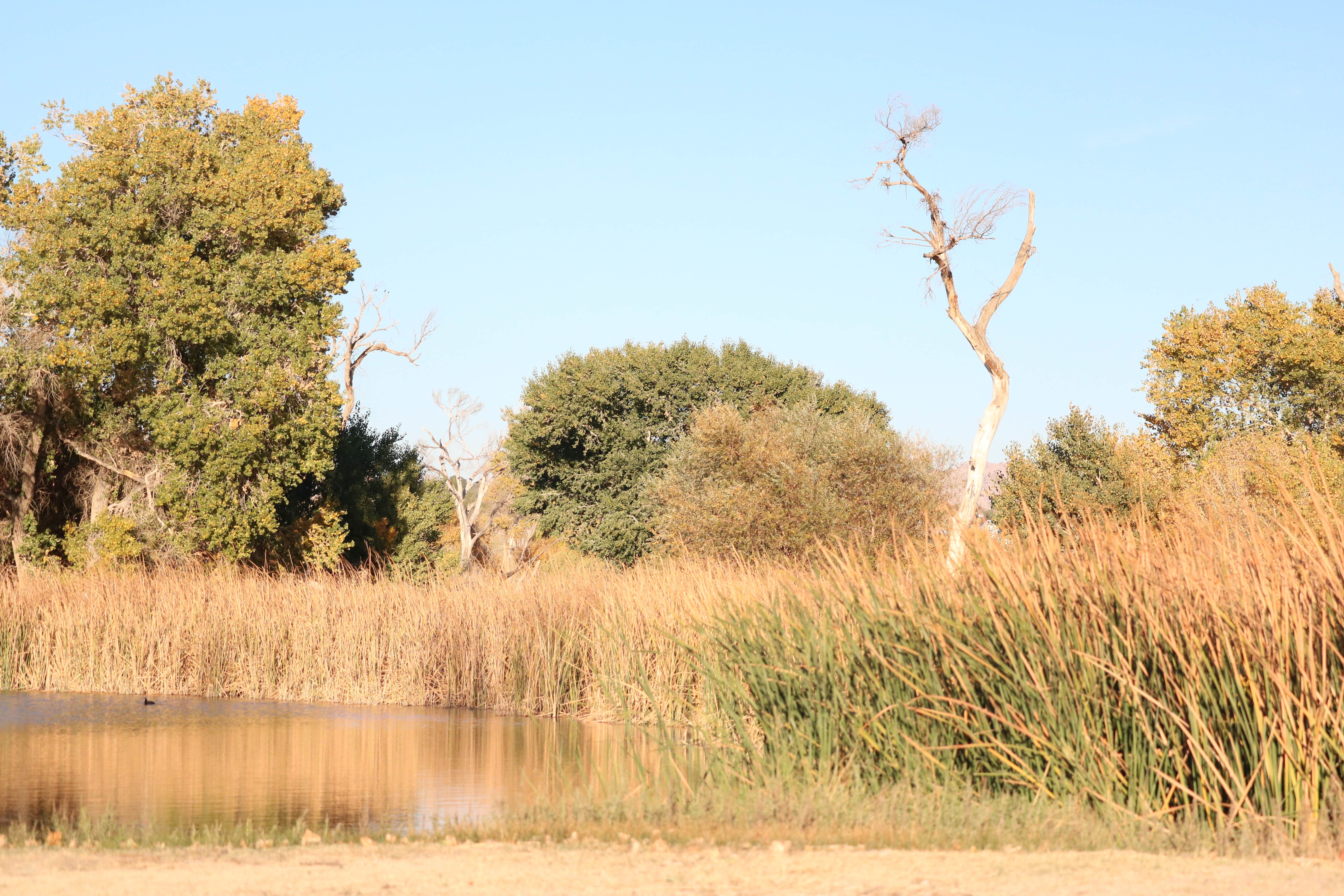 Camper submitted image from Mojave Narrows Regional Park - CLOSED TIL FURTHER NOTICE - 1