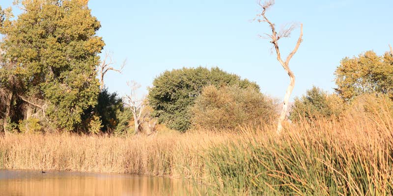 Camper submitted image from Mojave Narrows Regional Park