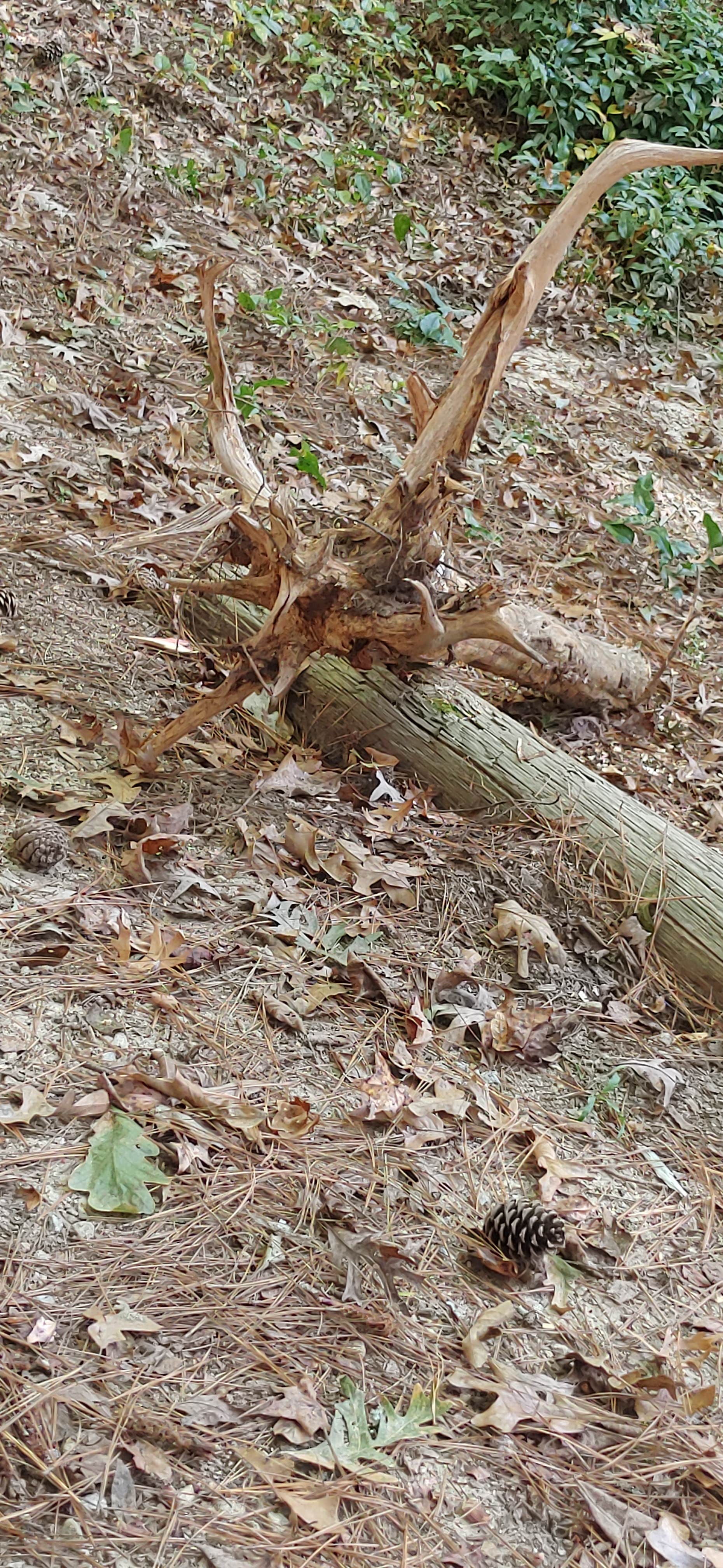Camper-submitted photo at Barnwell State Park Campground near Allendale, SC