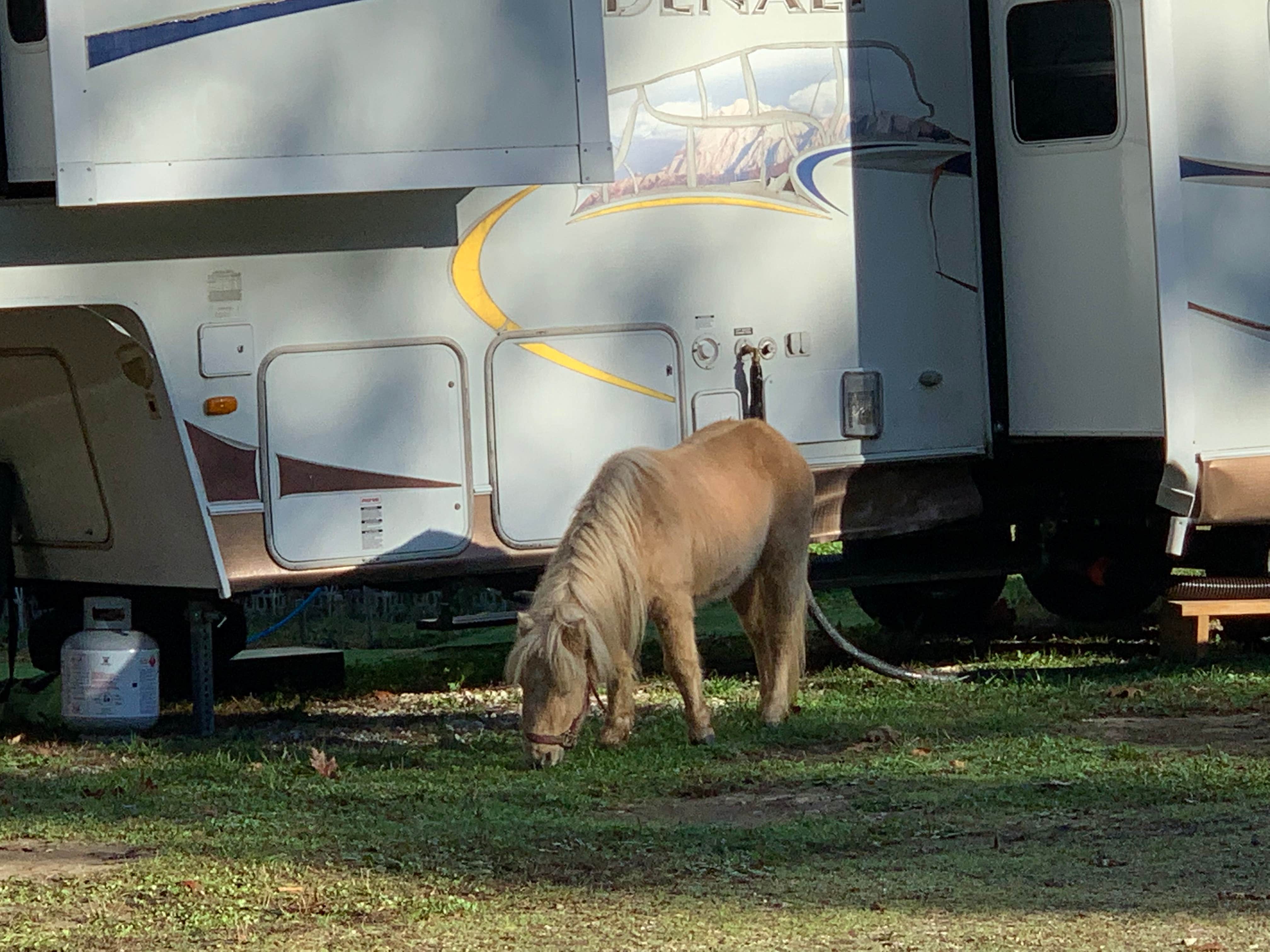 Keith P.'s photo of camping with pets at Scales Lake Park near Tennyson, IN