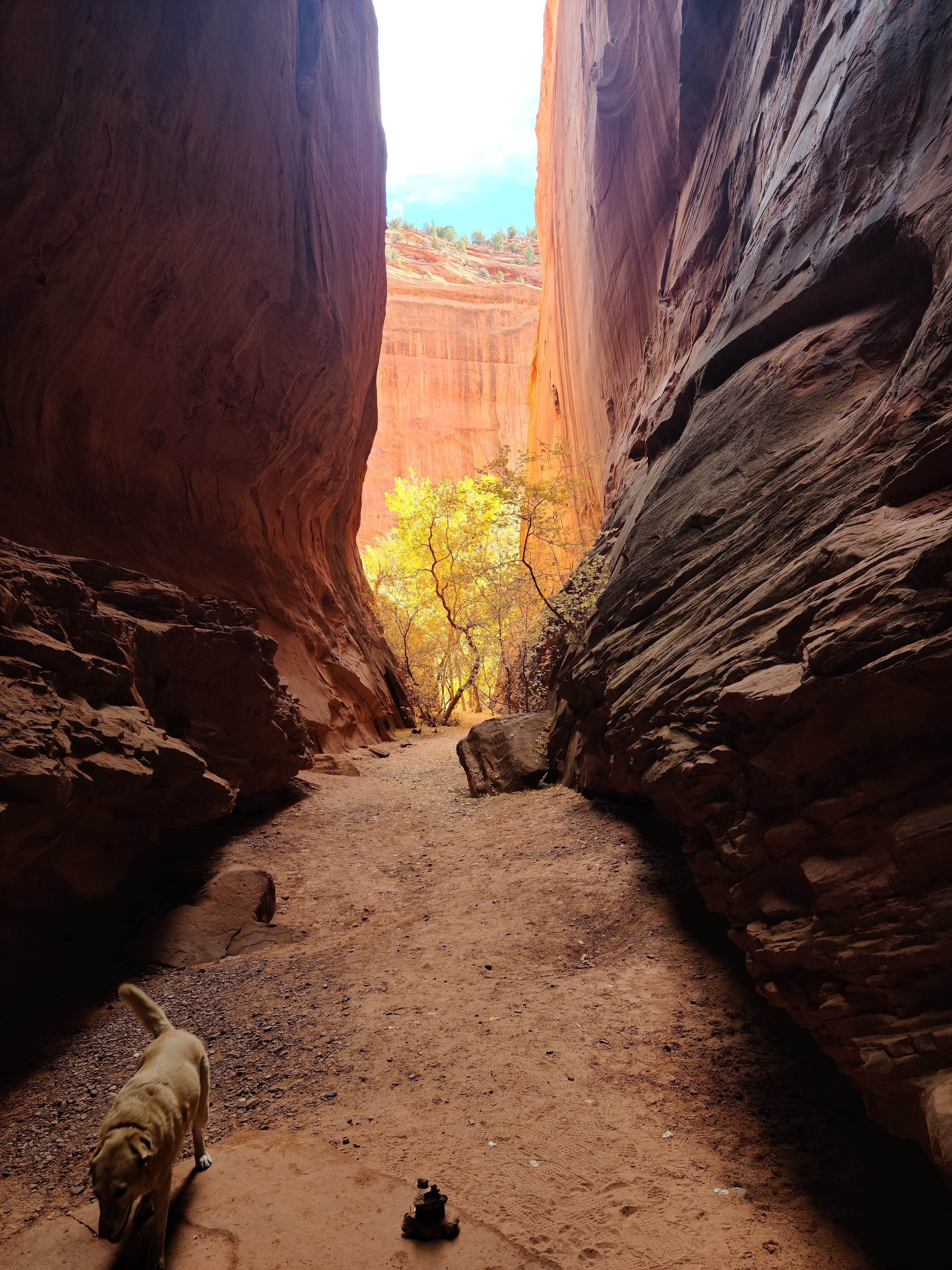 Betzy G.'s photo of camping with pets at Ofland - Escalante near Escalante, UT