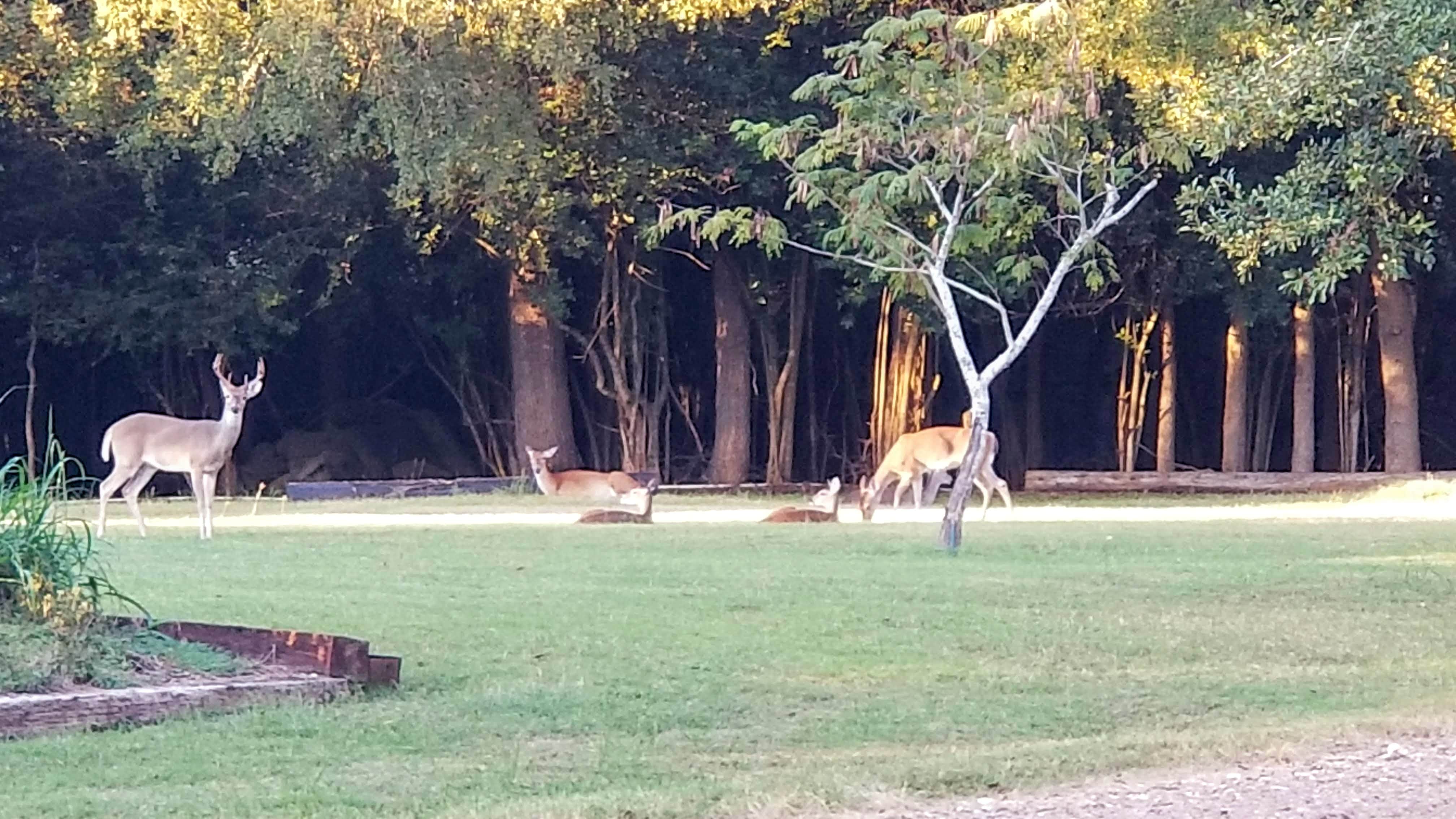 Camper-submitted photo at Colorado Landing RV & Mobile Home Park near La Grange, TX