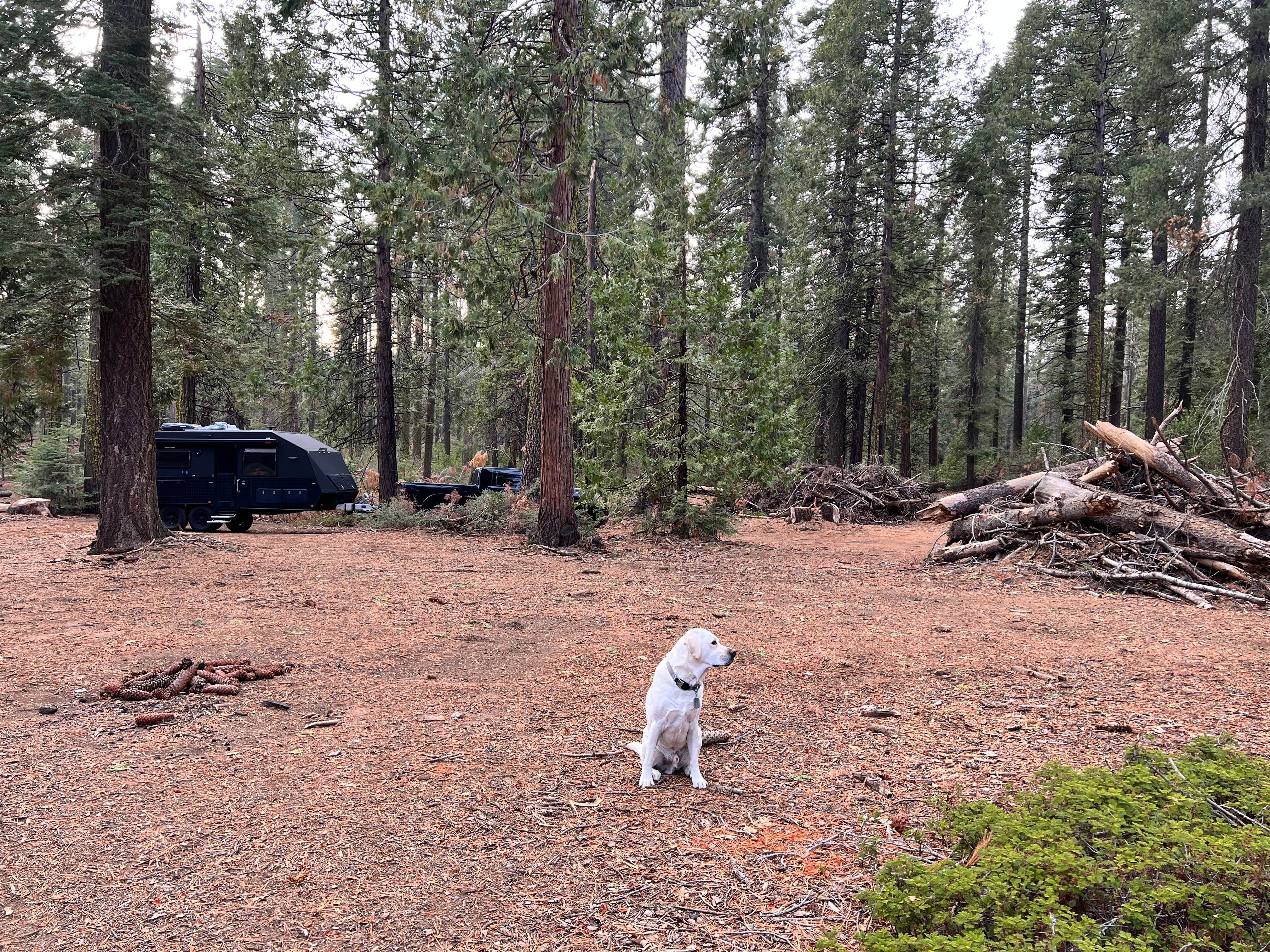 Brett H.'s photo of camping with pets at Goat Meadow - Dispersed Camp Site near Yosemite National Park