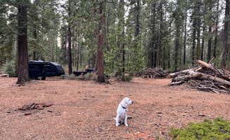 Brett H.'s photo of camping with pets at Goat Meadow - Dispersed Camp Site near Yosemite Valley, CA