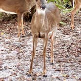 Review photo of Manatee Springs State Park Campground by Lydia C., November 10, 2021