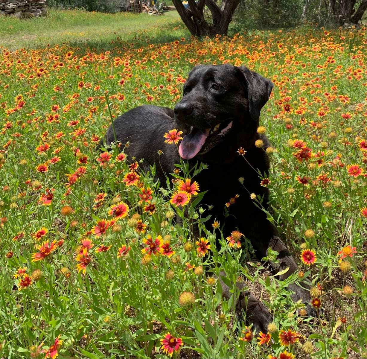 John C.'s photo of camping with pets at Camp Twisted Oaks near Wimberley, TX