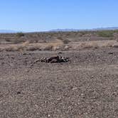 Review photo of BLM dispersed camping spur at MP 133.8 by Greg L., November 11, 2021