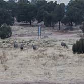 Review photo of East Ridge Campground - Royal Gorge by Debra W., November 11, 2021