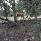 Review photo of East Ridge Campground - Royal Gorge by Dustin S., November 11, 2021