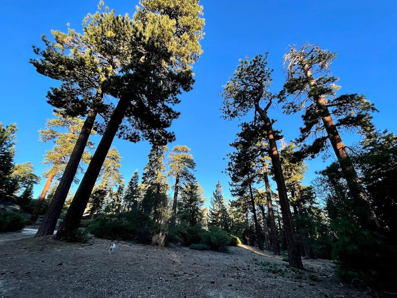 Camper-submitted photo at Mill Creek Dispersed Camping near Running Springs, CA