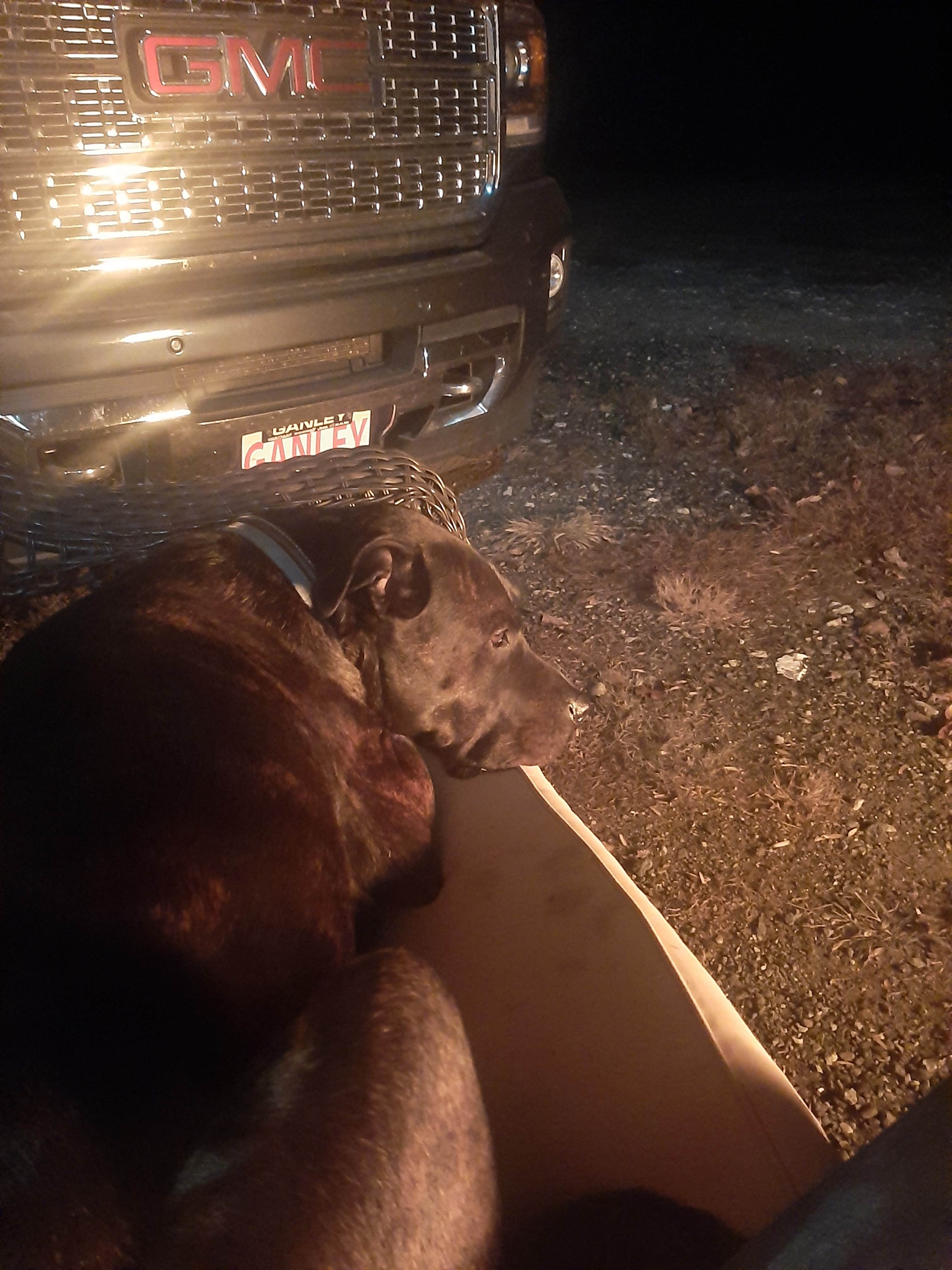 lenny C.'s photo of camping with pets at GA Coastal RV Park near Brunswick, GA