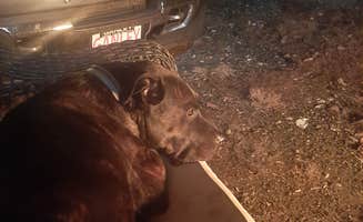 lenny C.'s photo of camping with pets at GA Coastal RV Park near Darien, GA