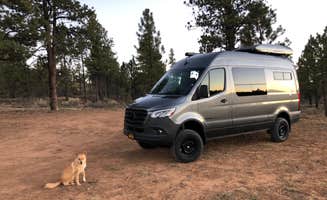 James's photo of camping with pets at FS #117 Rd Dispersed Camping near Dixie National Forest