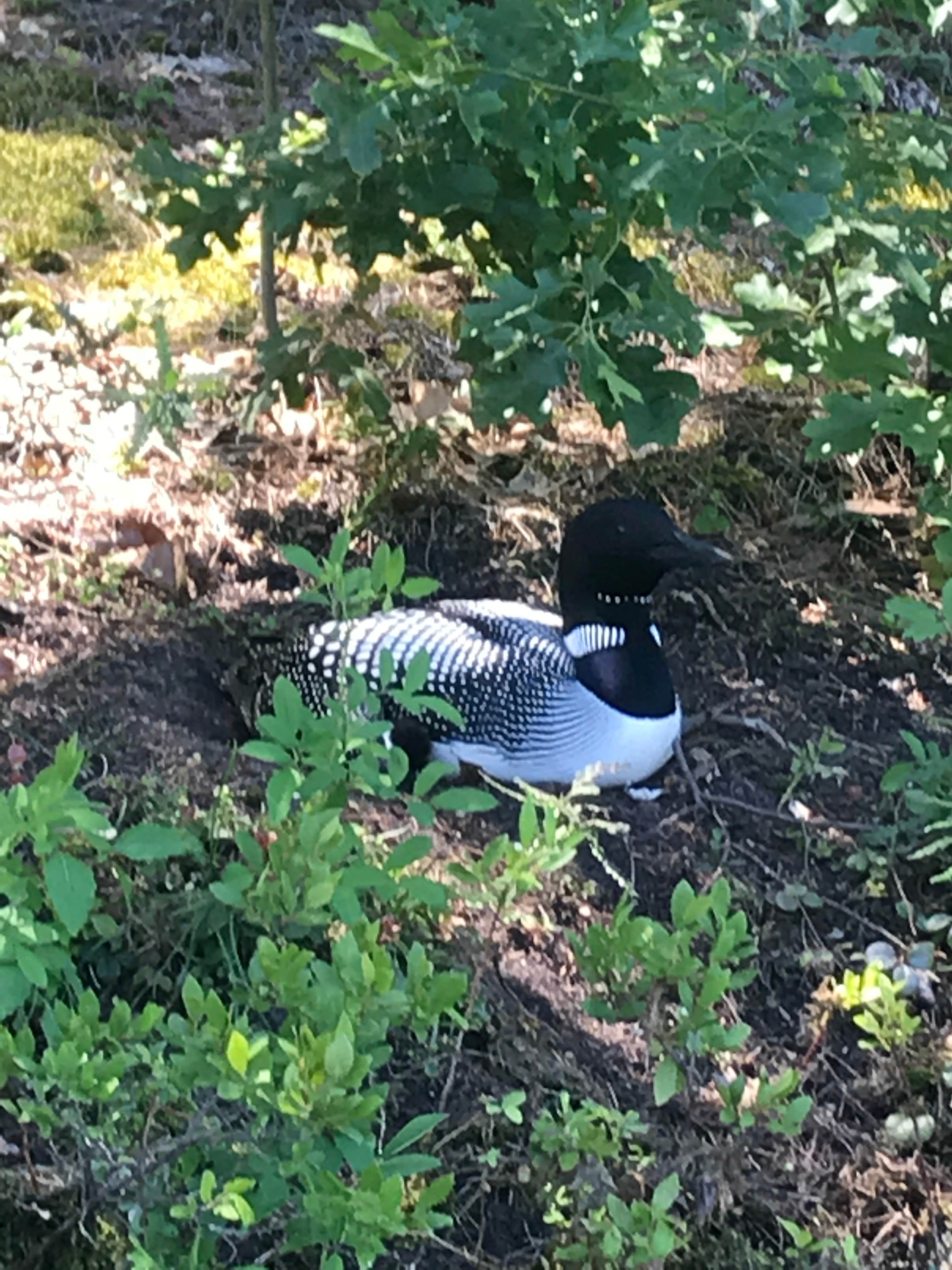 Camping near Jackson Lake State Forest Campground: Tomahawk Creek Flooding State Forest Campground, Onaway, Michigan
