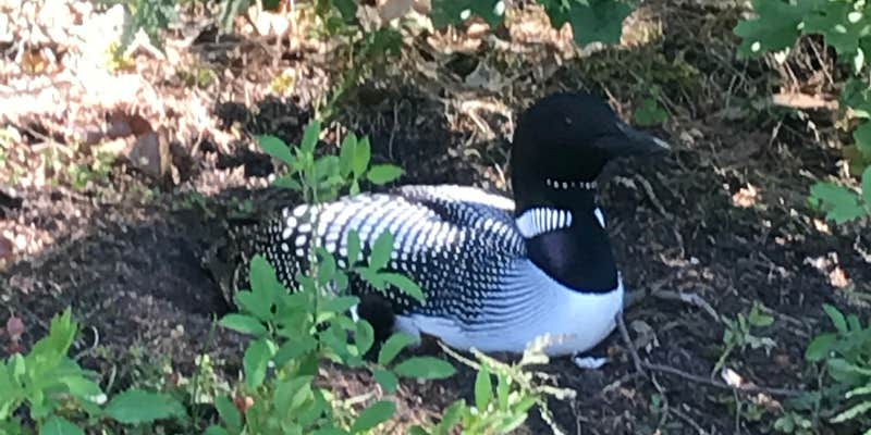 Camper submitted image from Tomahawk Creek Flooding State Forest Campground