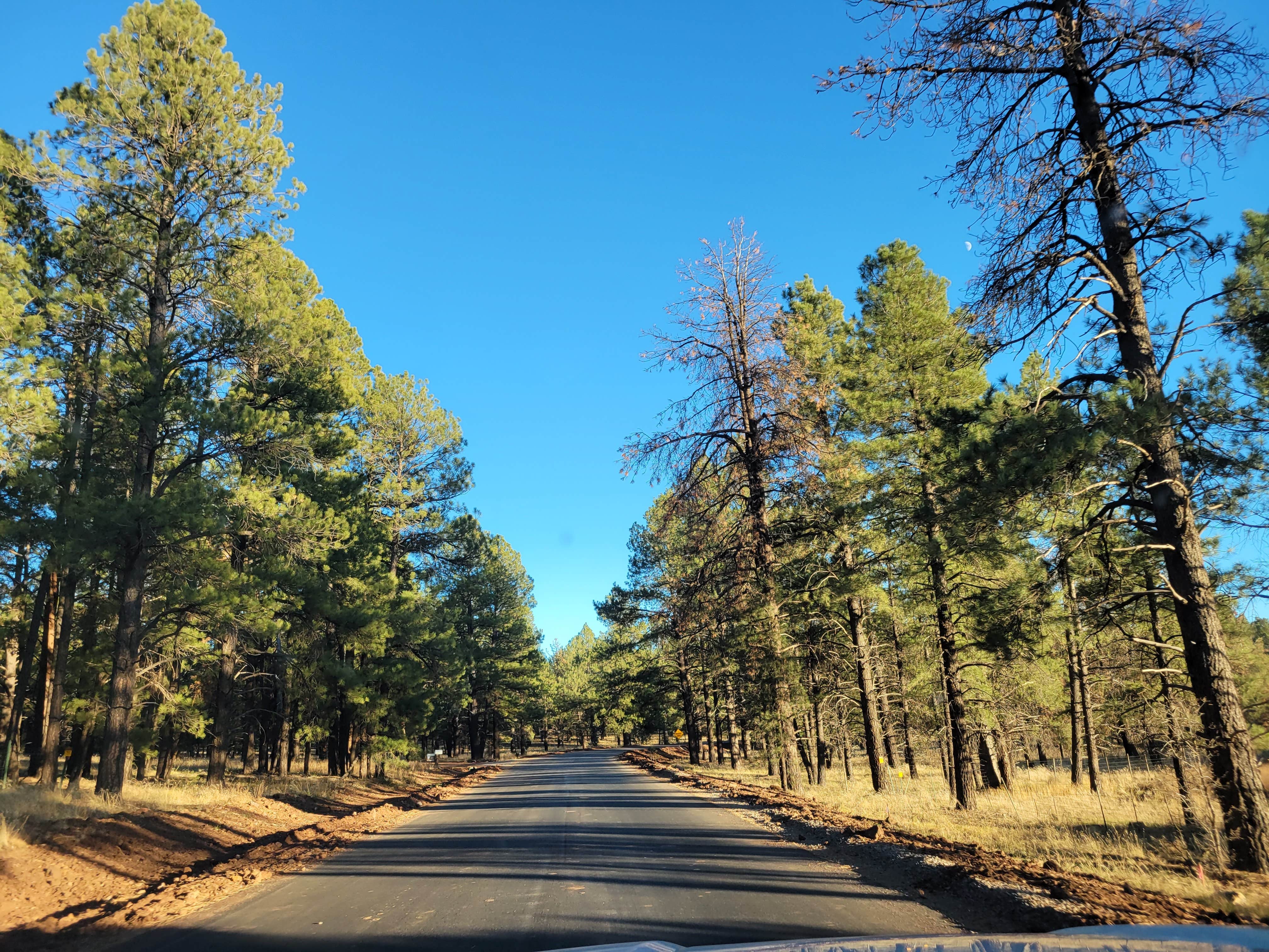 Camper-submitted photo at Dogtown Lake Road Dispersed Camping near Williams, AZ