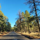 Review photo of Dogtown Lake Road Dispersed Camping by Jamey W., November 12, 2021