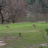 Review photo of Colorado Bend State Park Campground by Lorie G., November 12, 2021