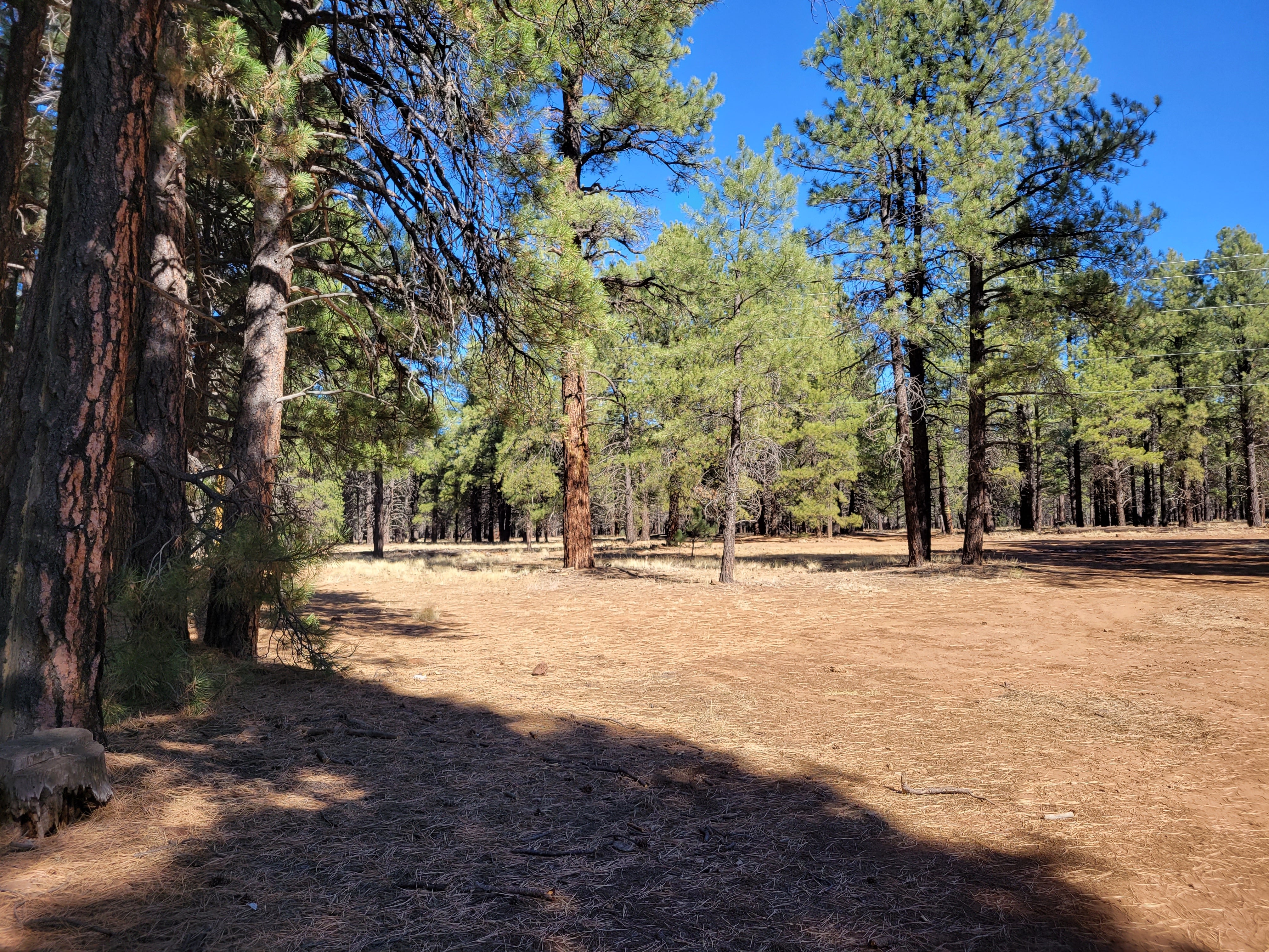 Camper submitted image from Walker Hill Dispersed (Coconino NF) - 5