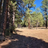 Review photo of Walker Hill Dispersed (Coconino NF) by Jamey W., November 12, 2021