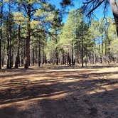 Review photo of Walker Hill Dispersed (Coconino NF) by Jamey W., November 12, 2021