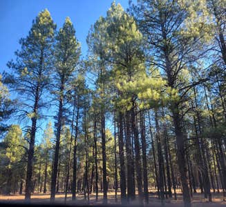Camper-submitted photo from Walker Hill Dispersed (Coconino NF)