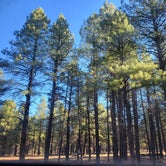 Review photo of Walker Hill Dispersed (Coconino NF) by Jamey W., November 12, 2021