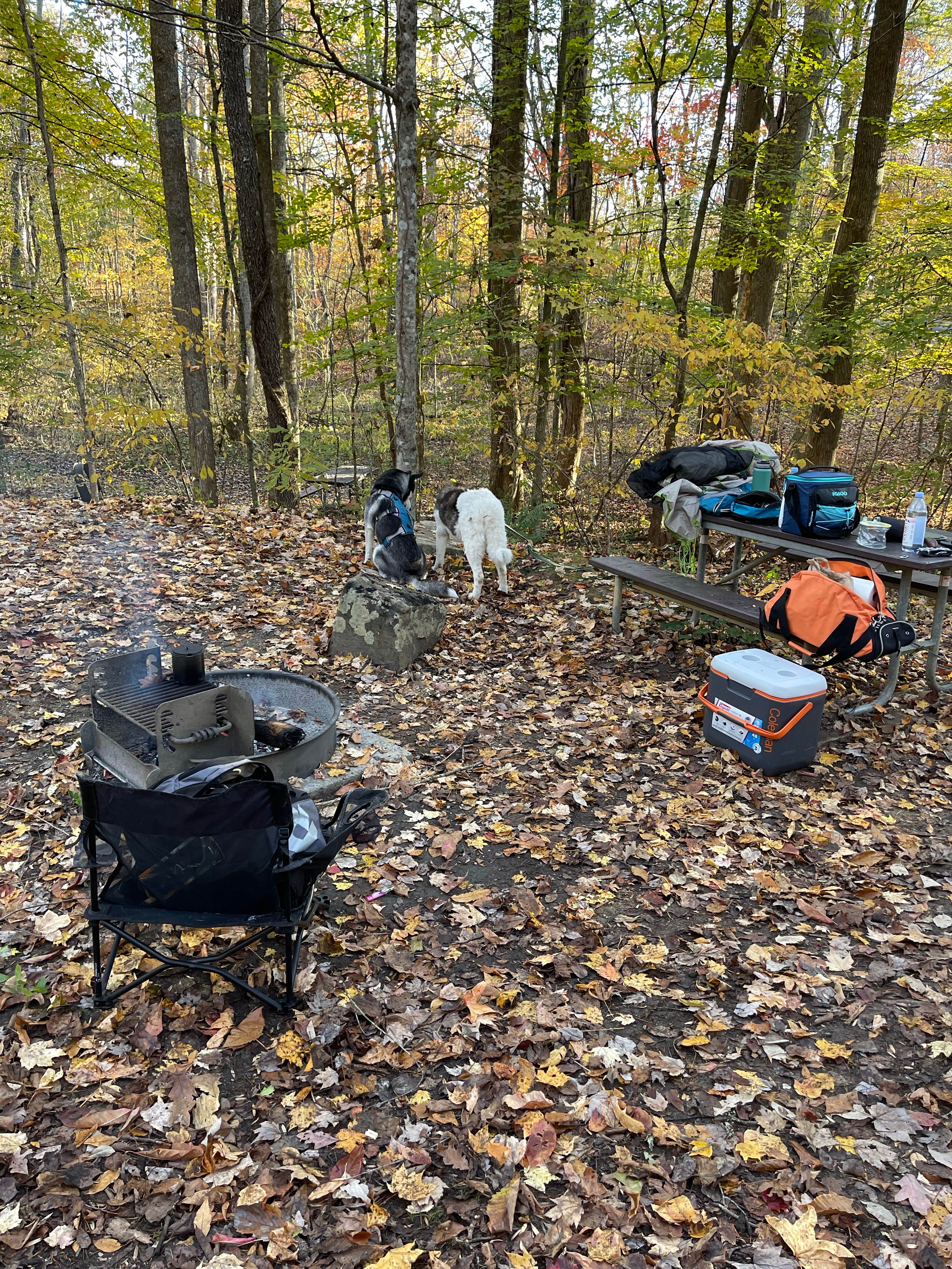David C.'s photo at Wilderness Road Campground near Barbourville, KY