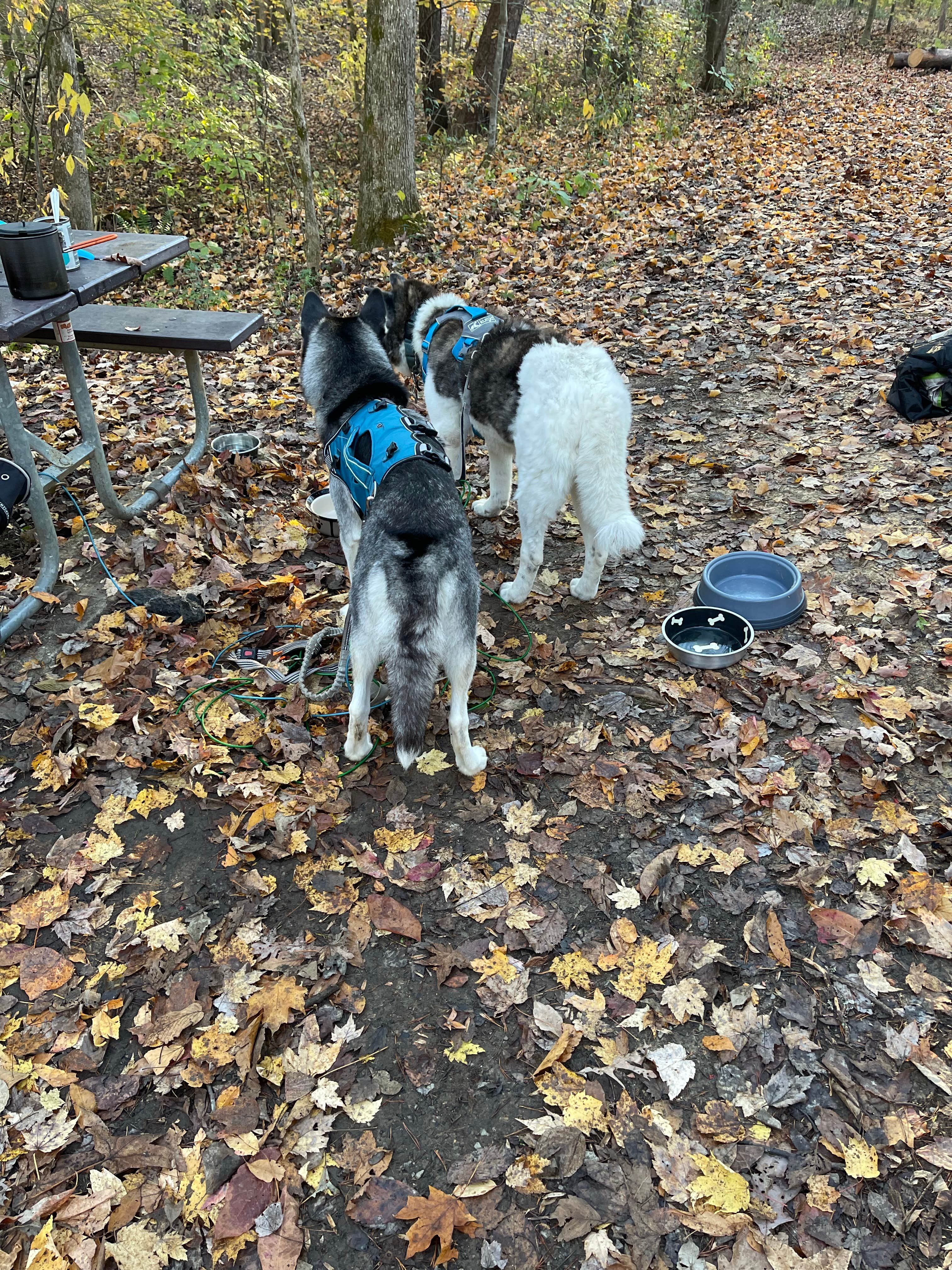 David C.'s photo of camping with pets at Wilderness Road Campground near Ewing, VA