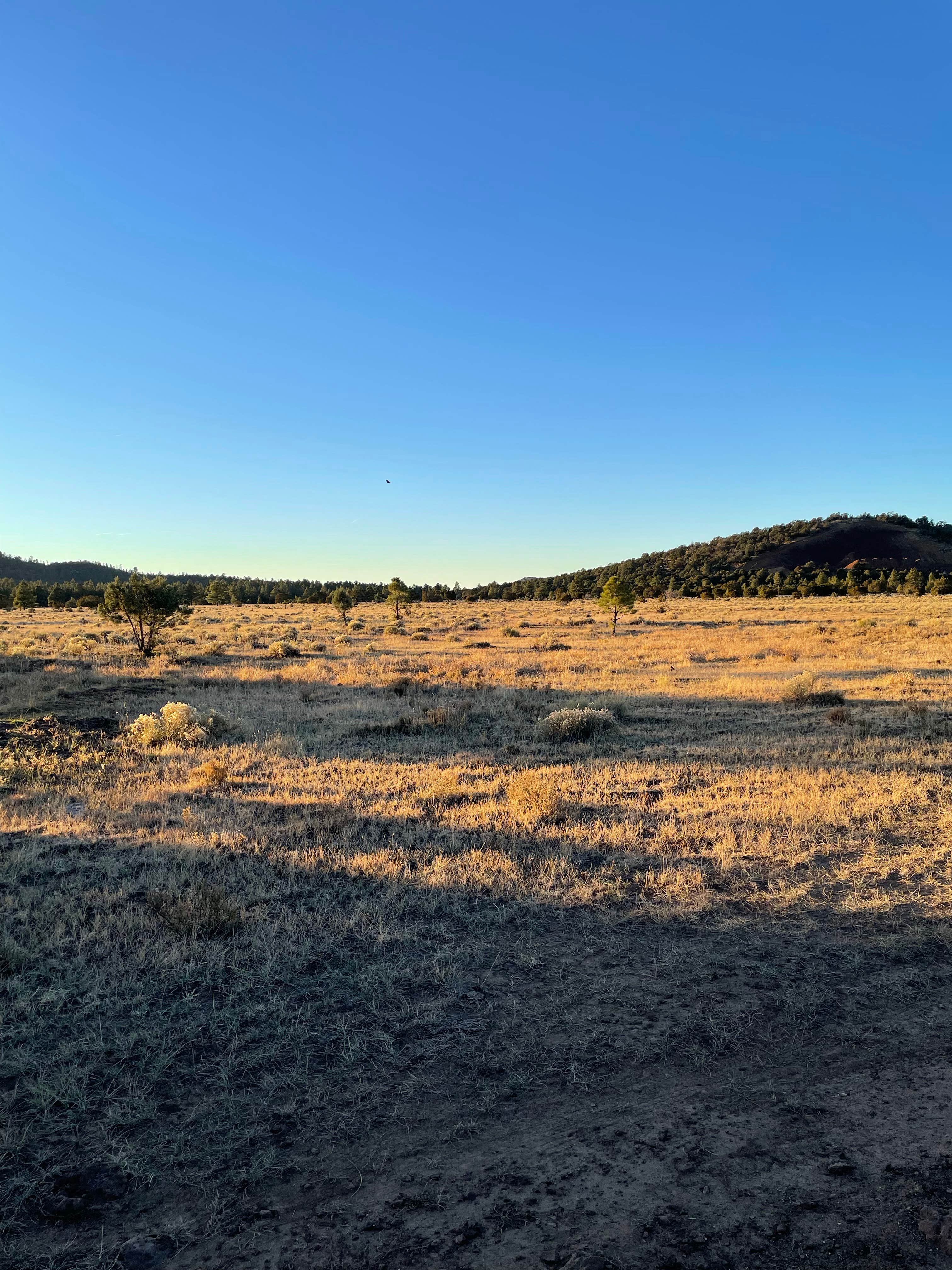 Camper submitted image from Garland Prairie Rd Dispersed Camping - 5